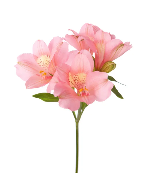 Ροζ λουλούδια (Αλστρομέριες) απομονωθεί σε λευκό. — Φωτογραφία Αρχείου