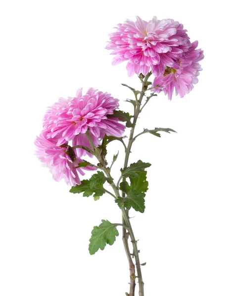 Dos ramas con flores de crisantemos aisladas sobre fondo blanco . —  Fotos de Stock