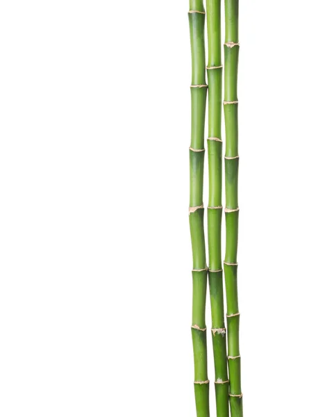 Três ramos de bambu isolados sobre fundo branco . — Fotografia de Stock