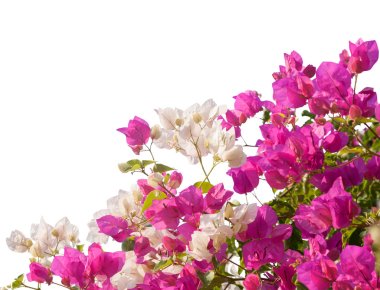 Pink and white blooming bougainvilleas. clipart