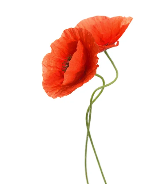 Two red poppies isolated on white. — Stock Photo, Image