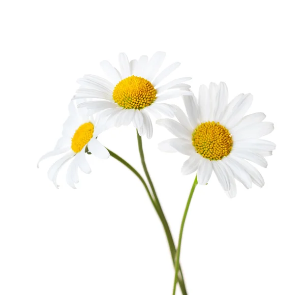 孤立的白色背景上的三个 chamomiles. — 图库照片