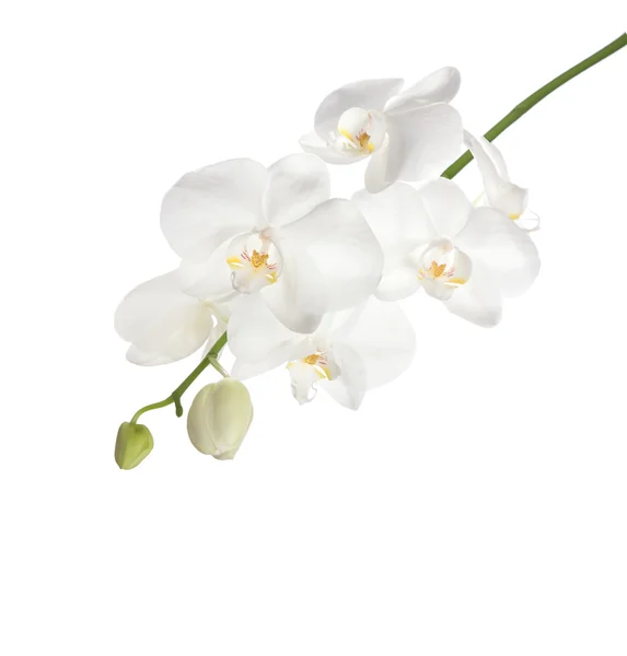Weiße Orchidee isoliert auf weißem Hintergrund. — Stockfoto