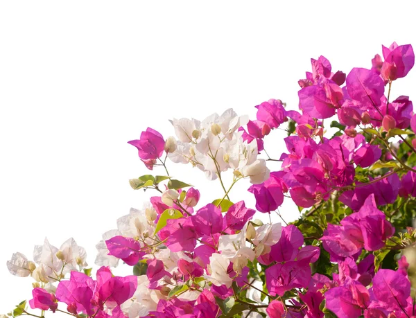 Pink and white blooming bougainvilleas. — Stock Photo, Image