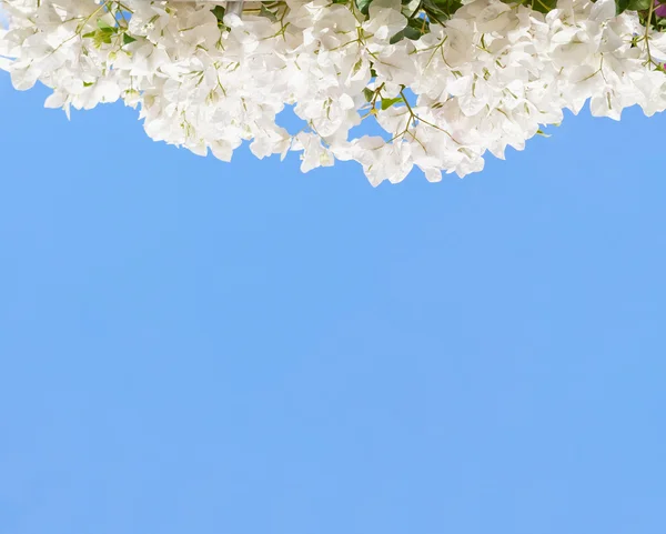 Bougainvilleas blancas en flor contra el cielo azul claro . — Foto de Stock