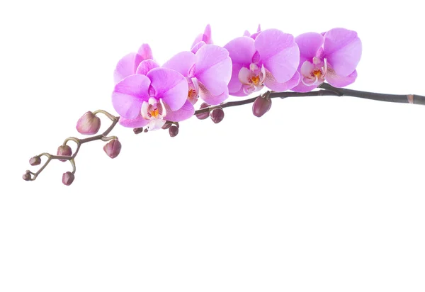 Orchidea rosa isolata su sfondo bianco — Foto Stock