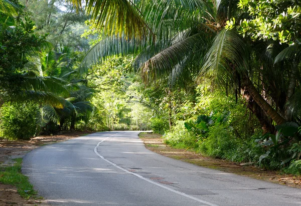 The asphalt road  through tropical  rain forest. — Stock Photo, Image