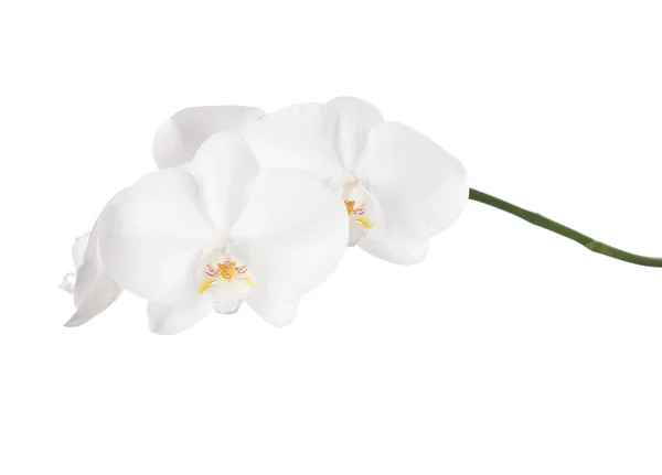 Orquídea blanca aislada sobre fondo blanco — Foto de Stock