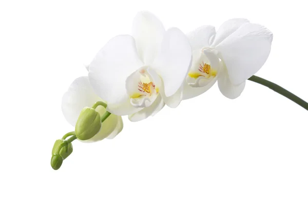 Orquídea branca isolada sobre fundo branco. — Fotografia de Stock