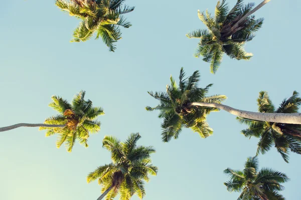Kokosové palmy proti modré obloze. — Stock fotografie