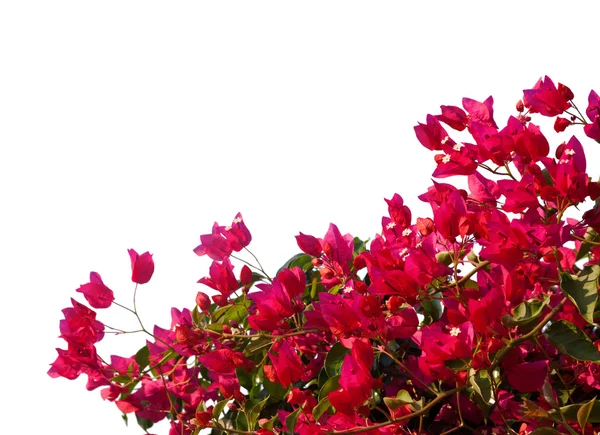 빨간 bougainvilleas 흰색 배경에 고립. — 스톡 사진