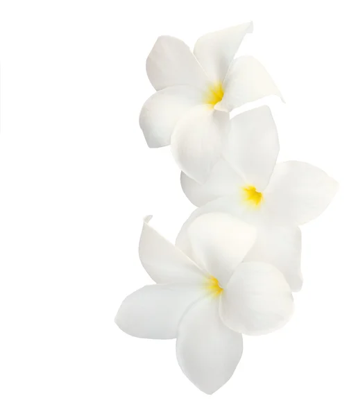 Három trópusi virágok (Plumeria) elszigetelt fehér. — Stock Fotó