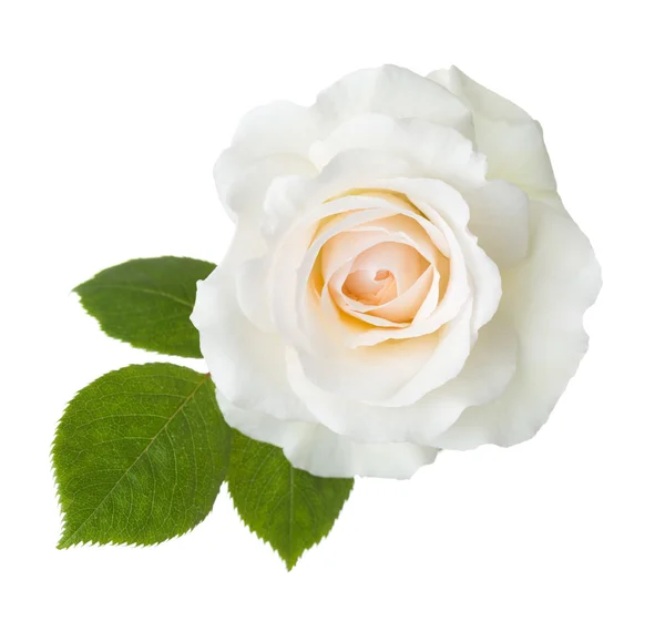Mawar warna krem diisolasi pada latar belakang putih . — Stok Foto