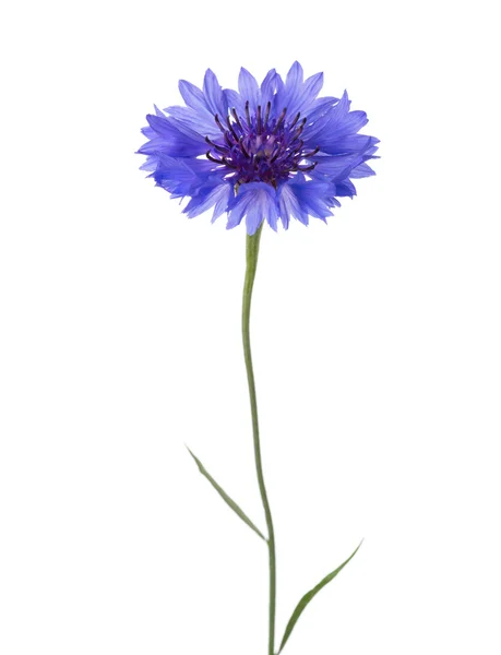 Blaue Blume (Kornblume) isoliert auf weißem Hintergrund. — Stockfoto
