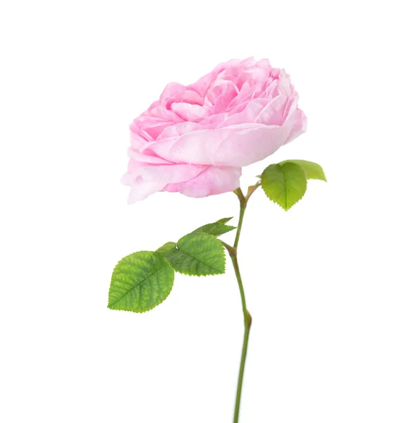 光粉红色的玫瑰上白色孤立. — 图库照片