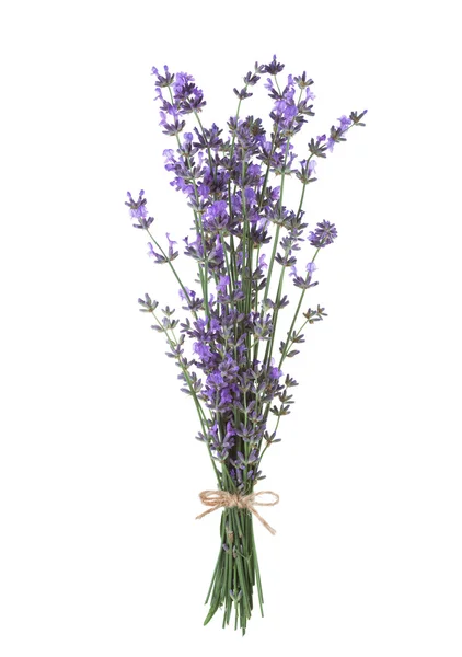 Fascio di lavanda isolato su fondo bianco . — Foto Stock