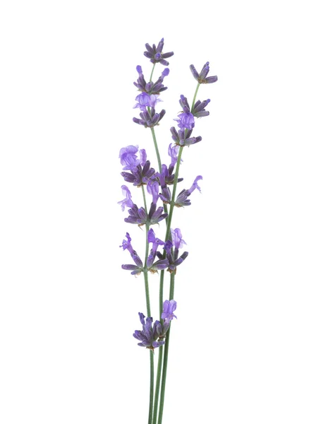Drei Lavendelzweige isoliert auf weißem Hintergrund. — Stockfoto