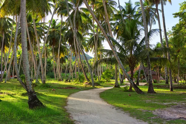 Landstraße durch Kokospalmenplantage, la digue, Seychellen. — Stockfoto