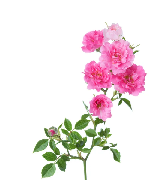 Rama con pequeñas rosas rosadas aisladas en blanco . — Foto de Stock