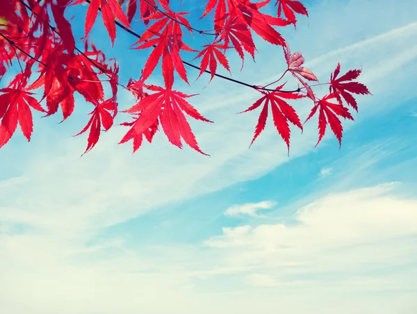 Rode herfstbladeren tegen blauwe hemel. — Stockfoto