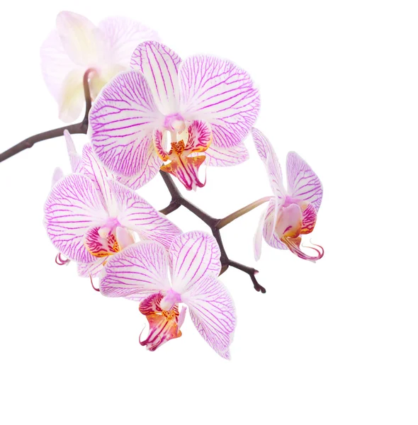 Pink and white  orchid isolated on white. — Stock Photo, Image