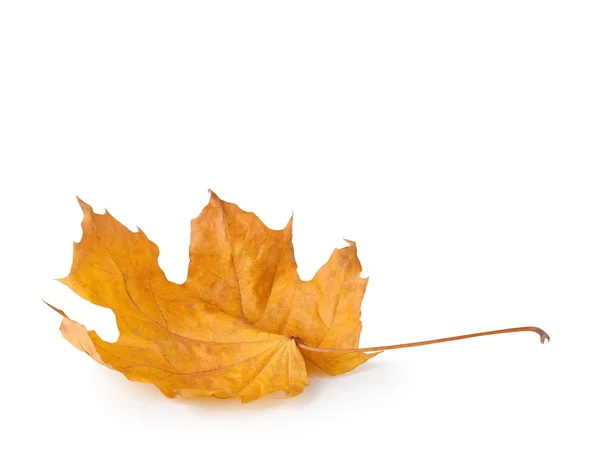 Autunno foglia d'acero su sfondo bianco. — Foto Stock