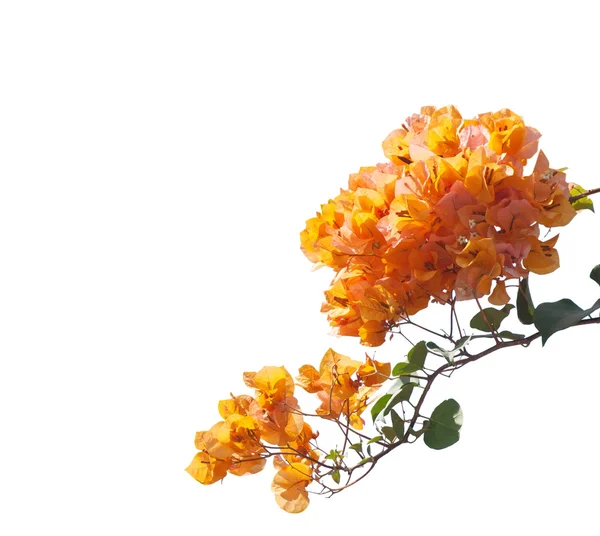 Blooming orange bougainvilleas isolated on white background. — Stock Photo, Image