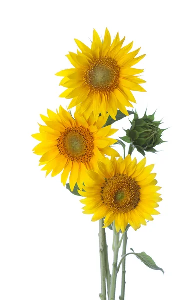 Drie zonnebloemen geïsoleerd op een witte. — Stockfoto