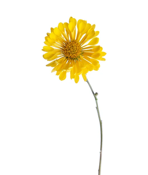 Gelbe Chrysanthemenblüte. — Stockfoto