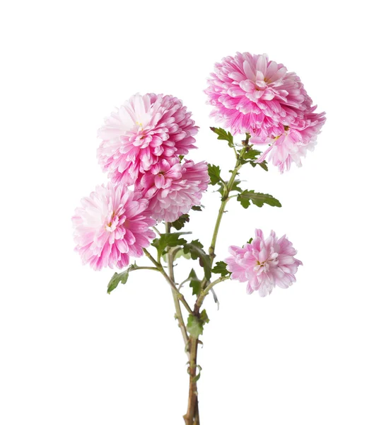 Ramos com flores de crisântemos . — Fotografia de Stock