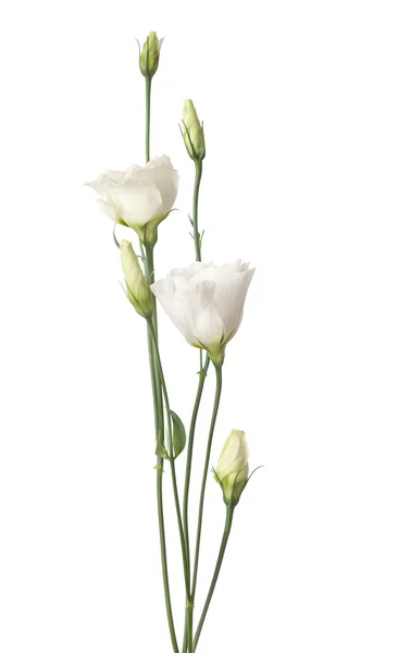 White Eustoma flowers — Stock Photo, Image