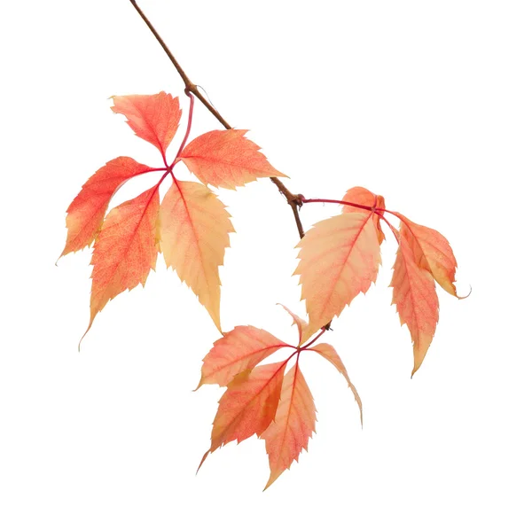 Cabang daun musim gugur — Stok Foto