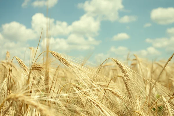 Weizenfeld und Himmel — Stockfoto