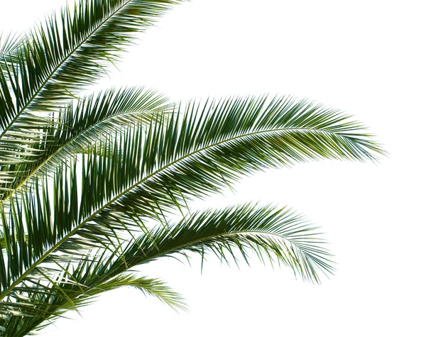 Green Palm Leaves — Stock Photo, Image