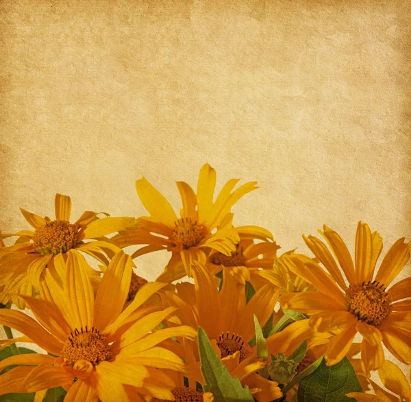 Hintergrund der Topinambur-Blüte — Stockfoto