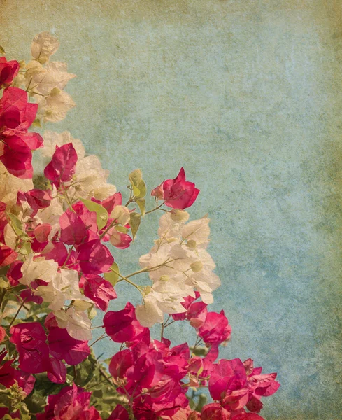 Krzew kwiatów bugenwilli — Zdjęcie stockowe