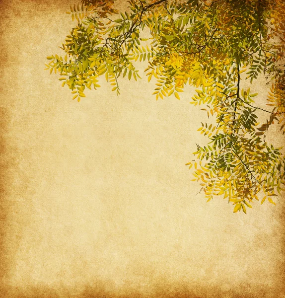 Zweig der Herbstblätter — Stockfoto