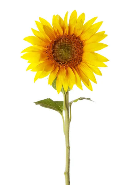 Bunte Sonnenblume mit Blatt — Stockfoto