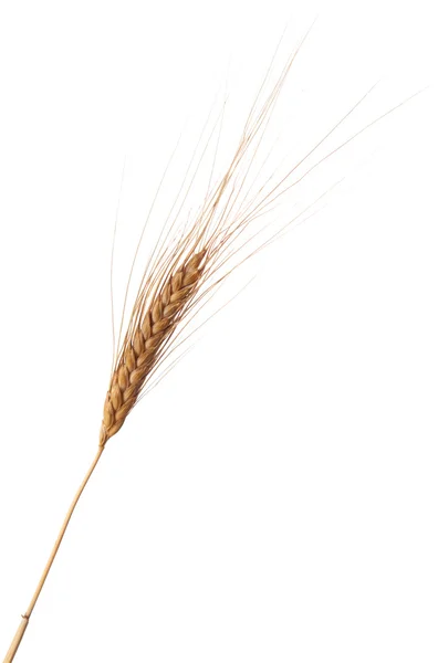 Jeden kłos pszenicy — Zdjęcie stockowe