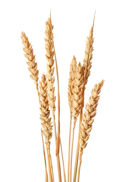 群的小麦的耳朵 — 图库照片