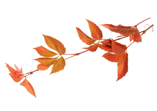 Ramo di foglie autunnali — Foto Stock