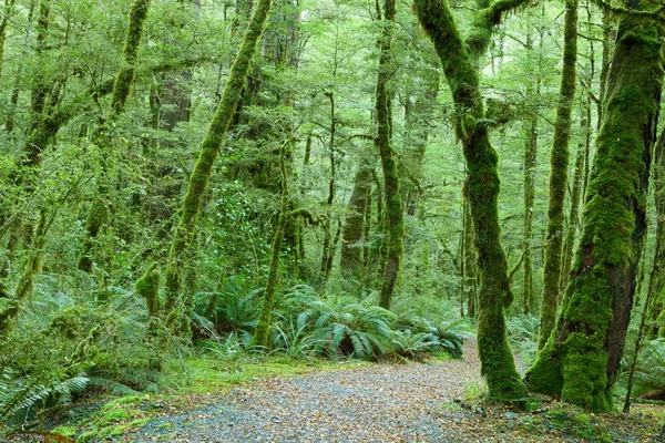 Temperate rain forest — Stock Photo, Image