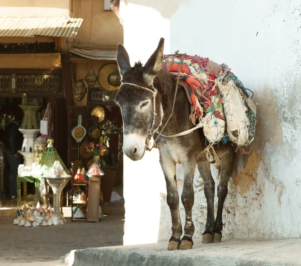 Burro. —  Fotos de Stock