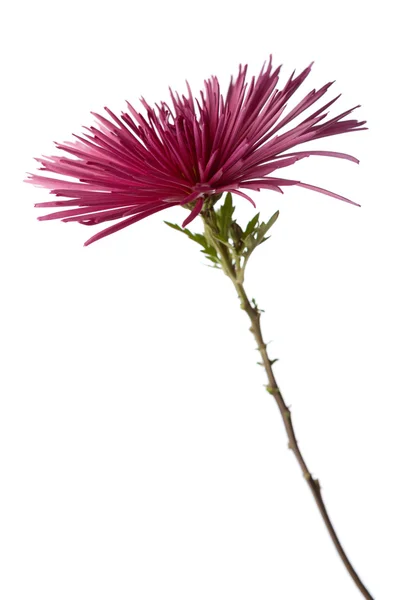 Purpurrote Chrysanthemenblüte — Stockfoto