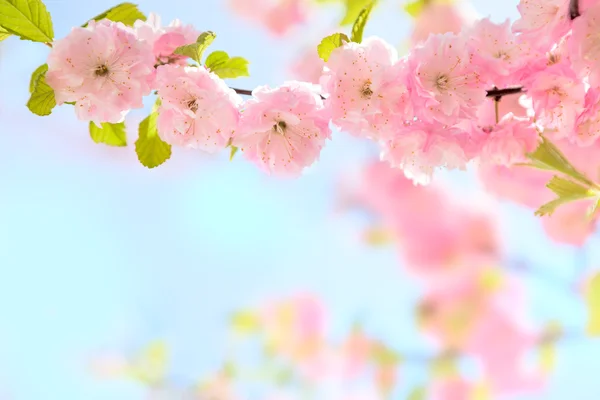 Hermosas flores rosadas — Foto de Stock