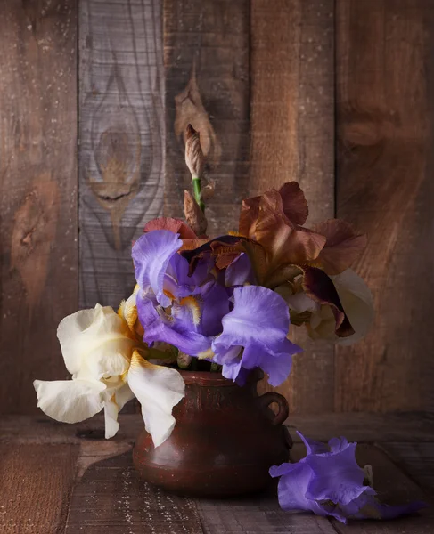 Irises in clay pot — Stock Photo, Image