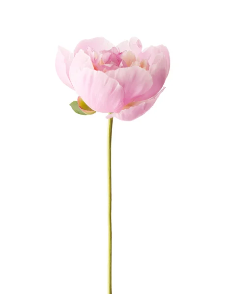 Peonia rosa chiaro — Foto Stock