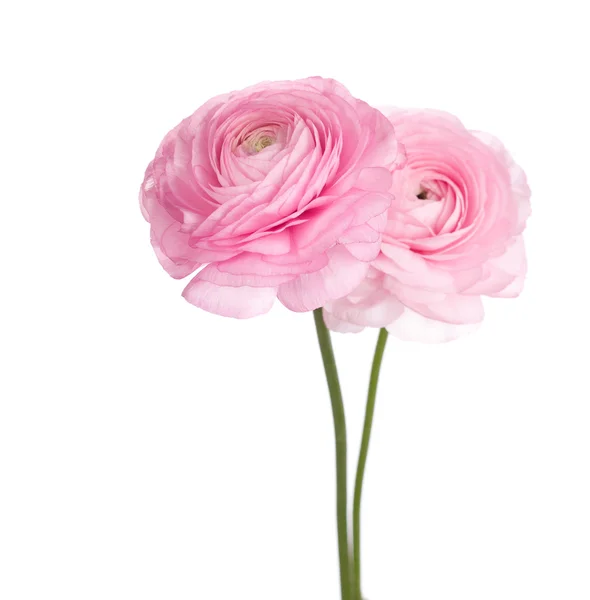 Rosa Ranunkelblüten — Stockfoto