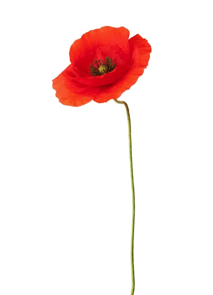 Flor de amapola roja — Foto de Stock