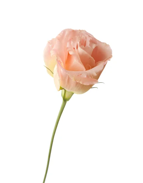 Λουλούδι της eustoma — Φωτογραφία Αρχείου